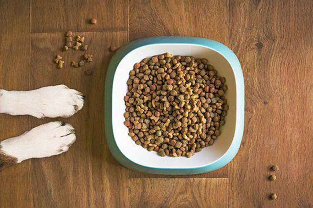 Best Quality Dog Foods