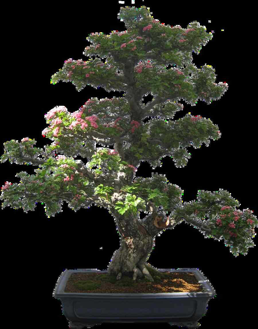 How to Care For Bonsai Plants