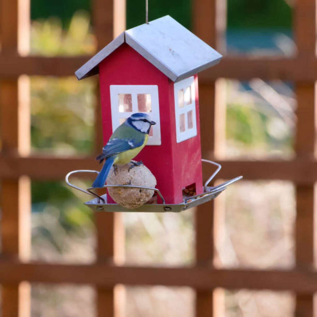 Choosing the Best Bird Feeder for Your Yard