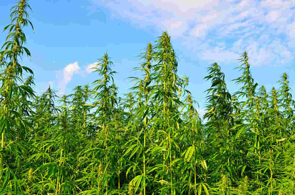 Capitalizing on Performance with Kodo Master Battery